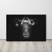 BLACK ANGUS COW - Wilder