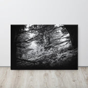 GALLATIN PINES - Wilder